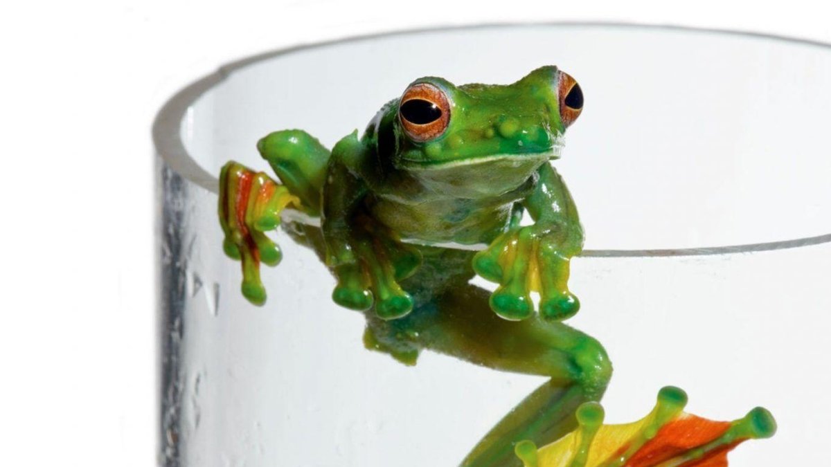 Эстетичные лягушки