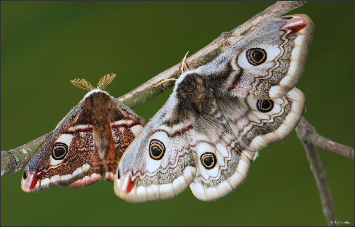 Бабочка Saturnia Pavonia