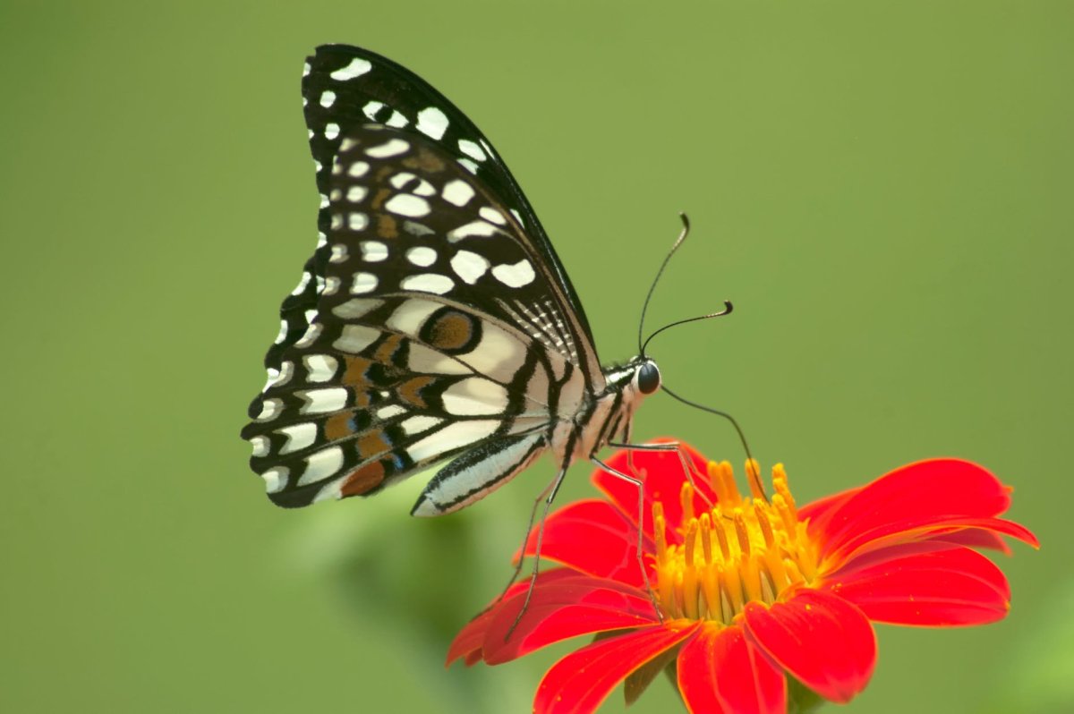 Бабочки питаются нектаром