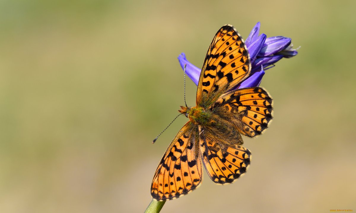 Бабочка №17