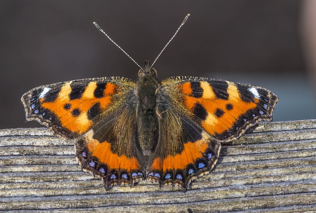 Отряд чешуекрылые (Lepidoptera)