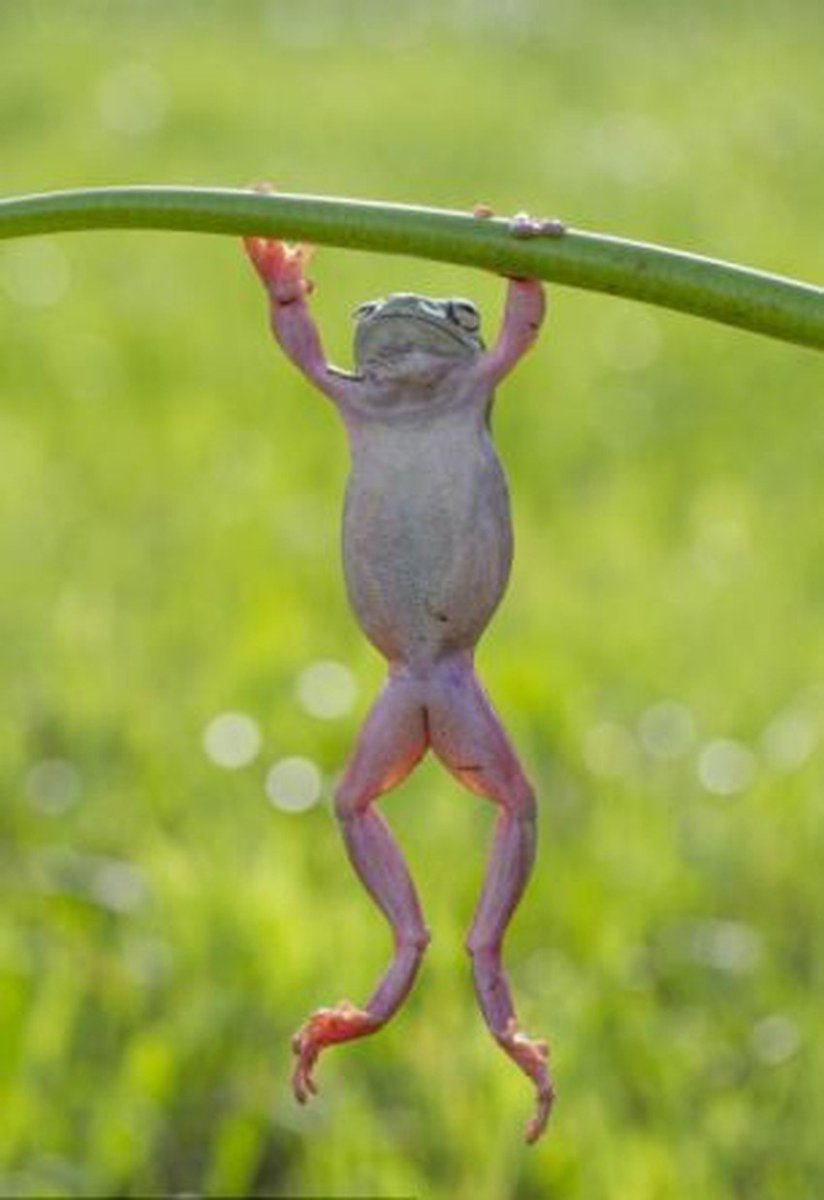 Стоячая лягушка