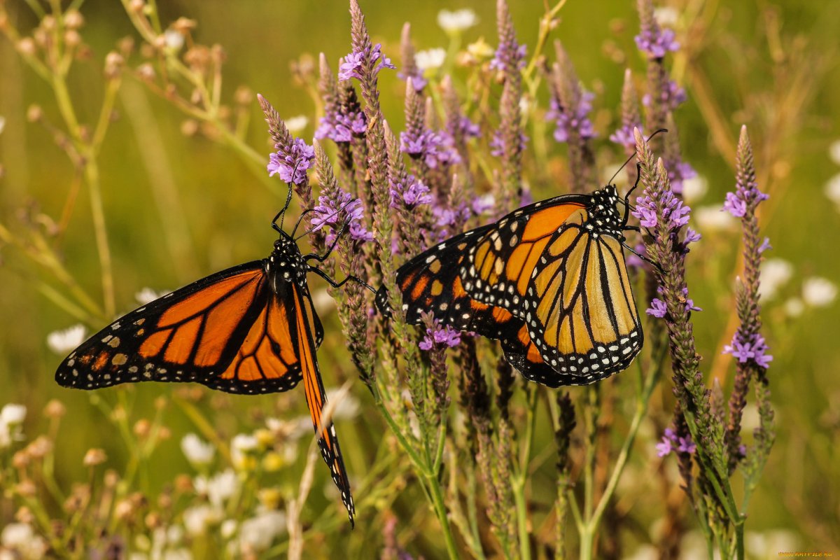 Луговые бабочки