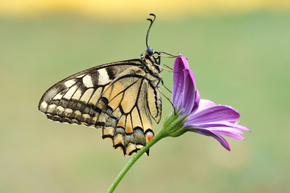 Бабочка Махаон на цветке