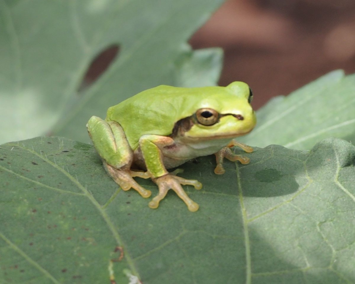 Japanese Tree Frog
