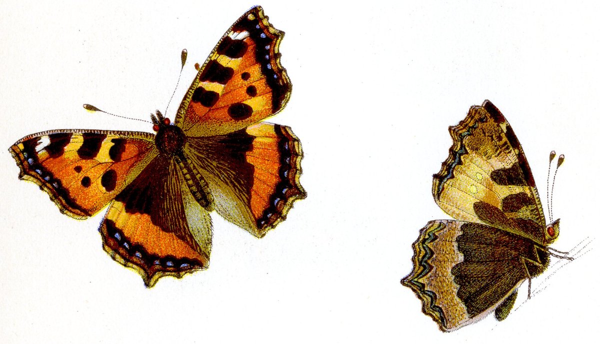 Крапивница Aglais urticae рисунок
