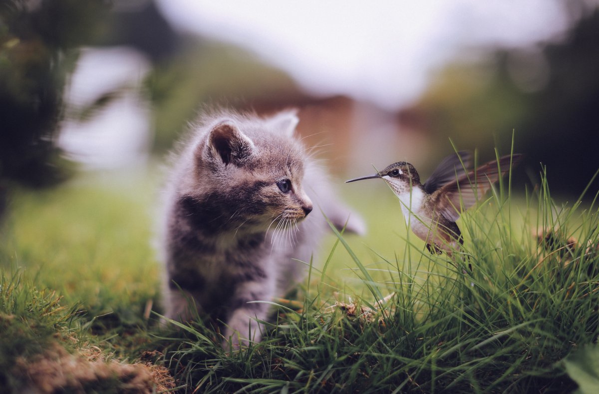 Природа и животные