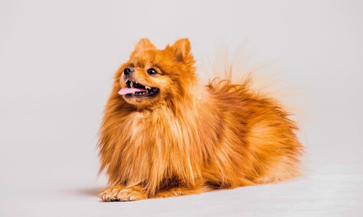 Миниатюрный померанский шпиц