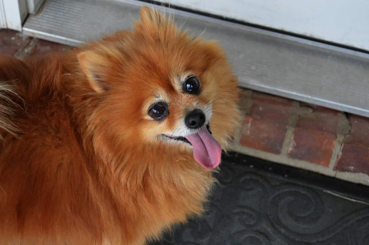 Карликовый шпиц флаффи