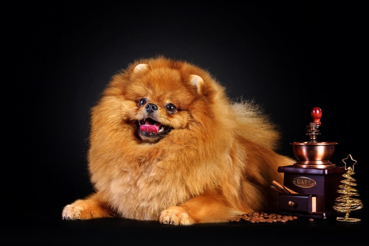 Шпиц померанский карликовый оранжевый