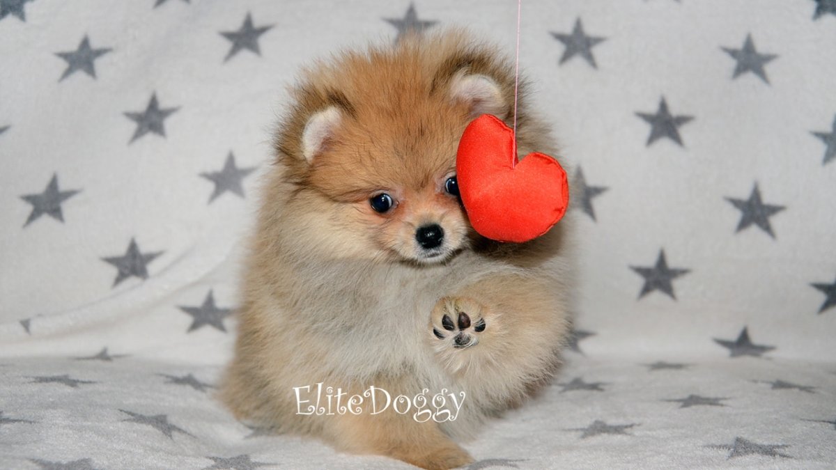 Немецкий шпиц оранж