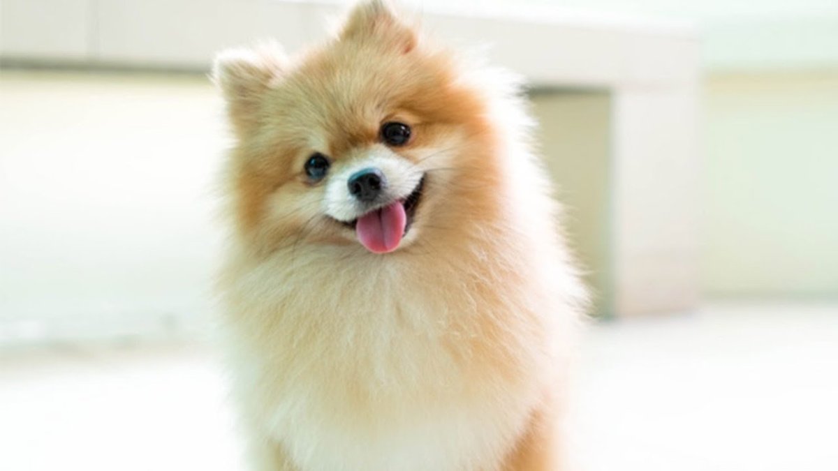 Шпиц окрас оранж