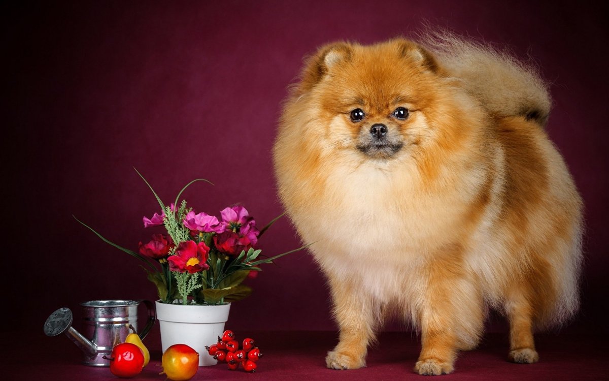 Померанский шпиц Рождественский