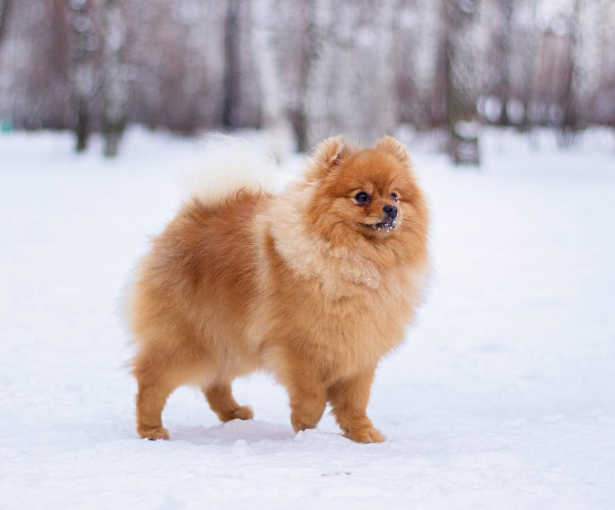 Шпиц померанский карликовый рыжий