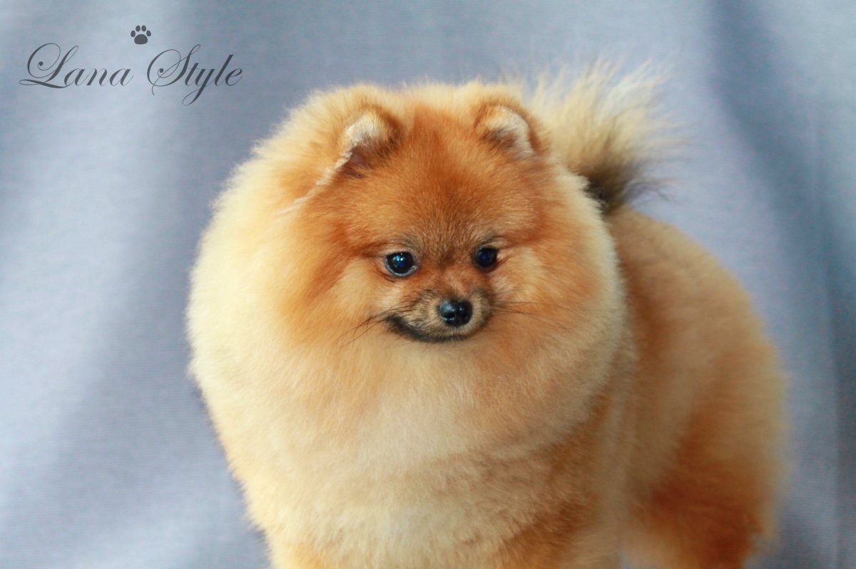 Шпиц померанский карликовый рыжий