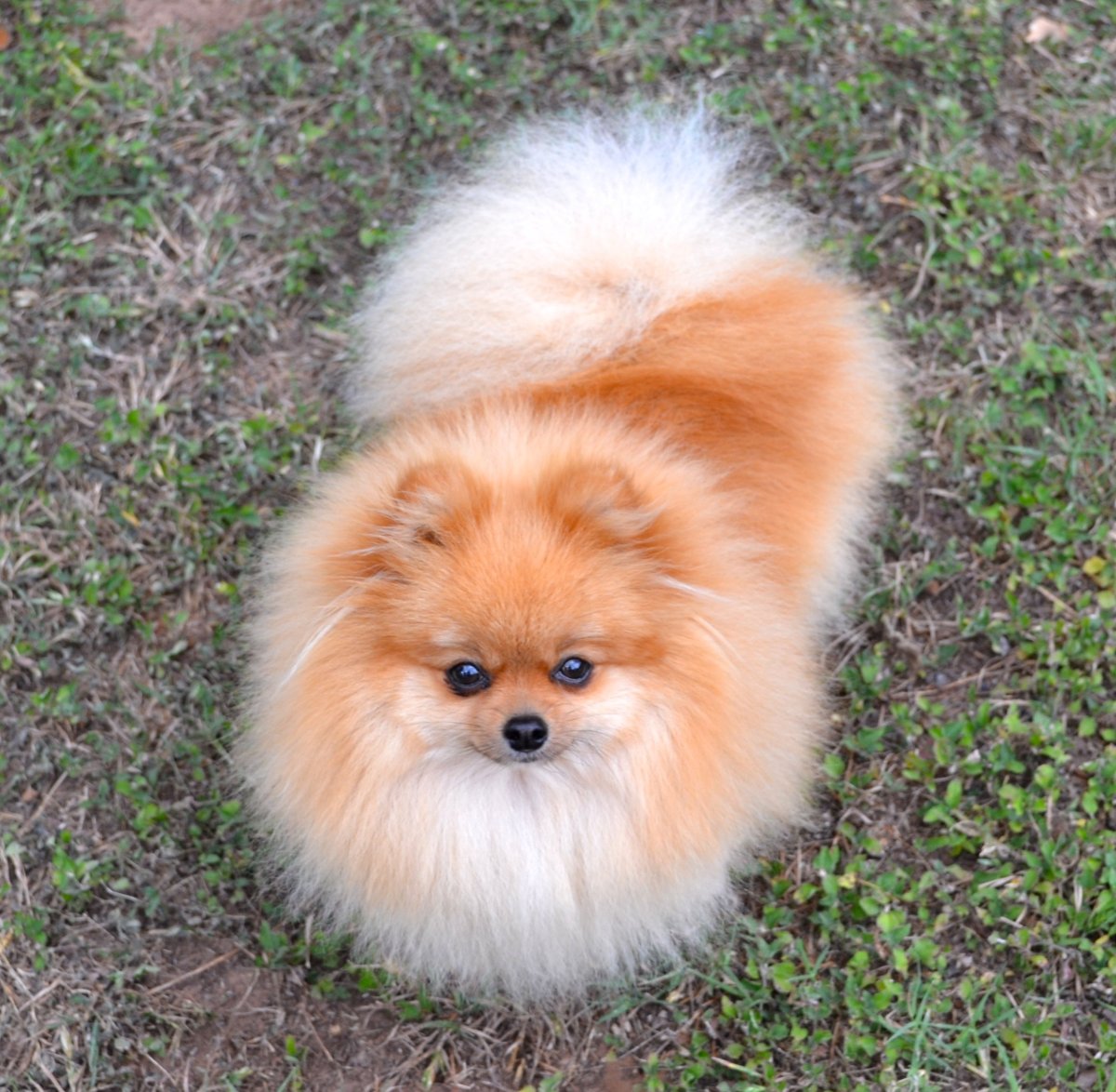 Рыжая собака