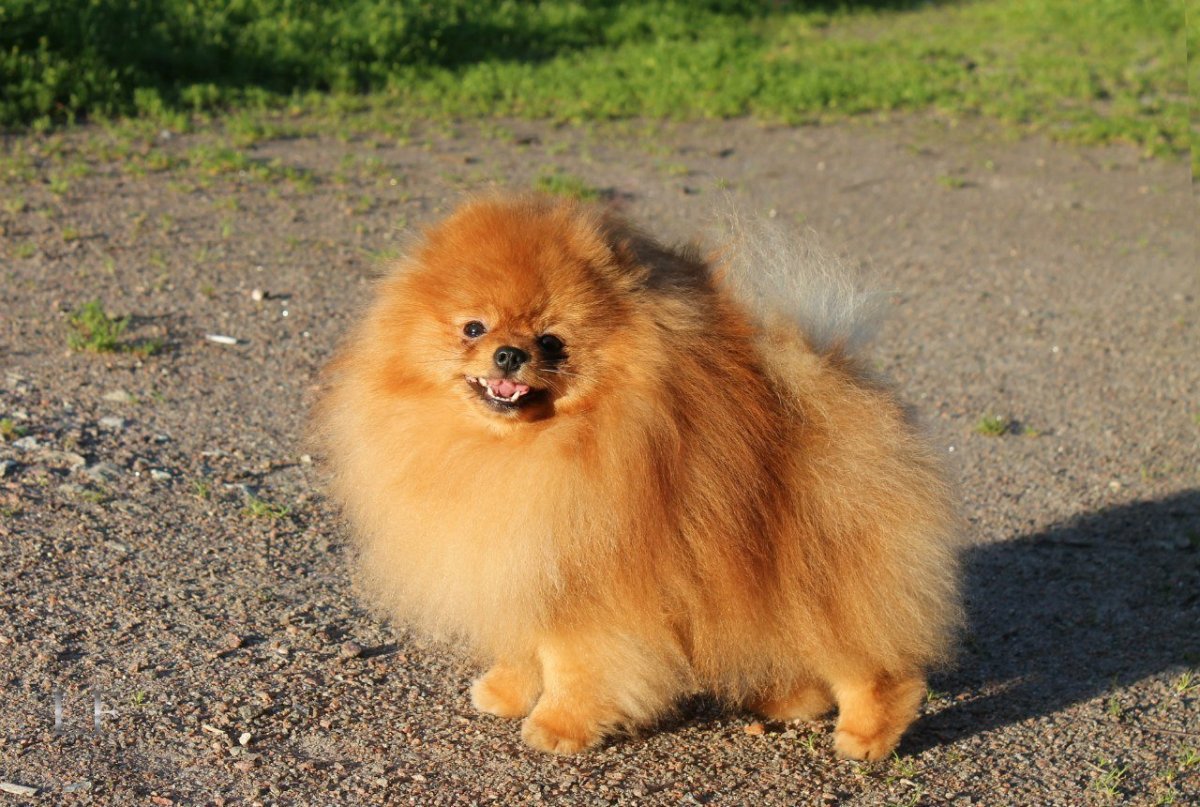 Шпиц померанский карликовый рыжий