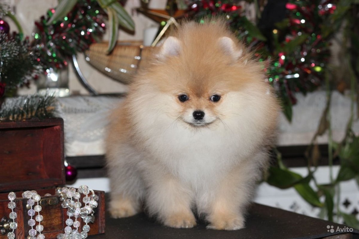 Шпиц Лайт оранж померанский