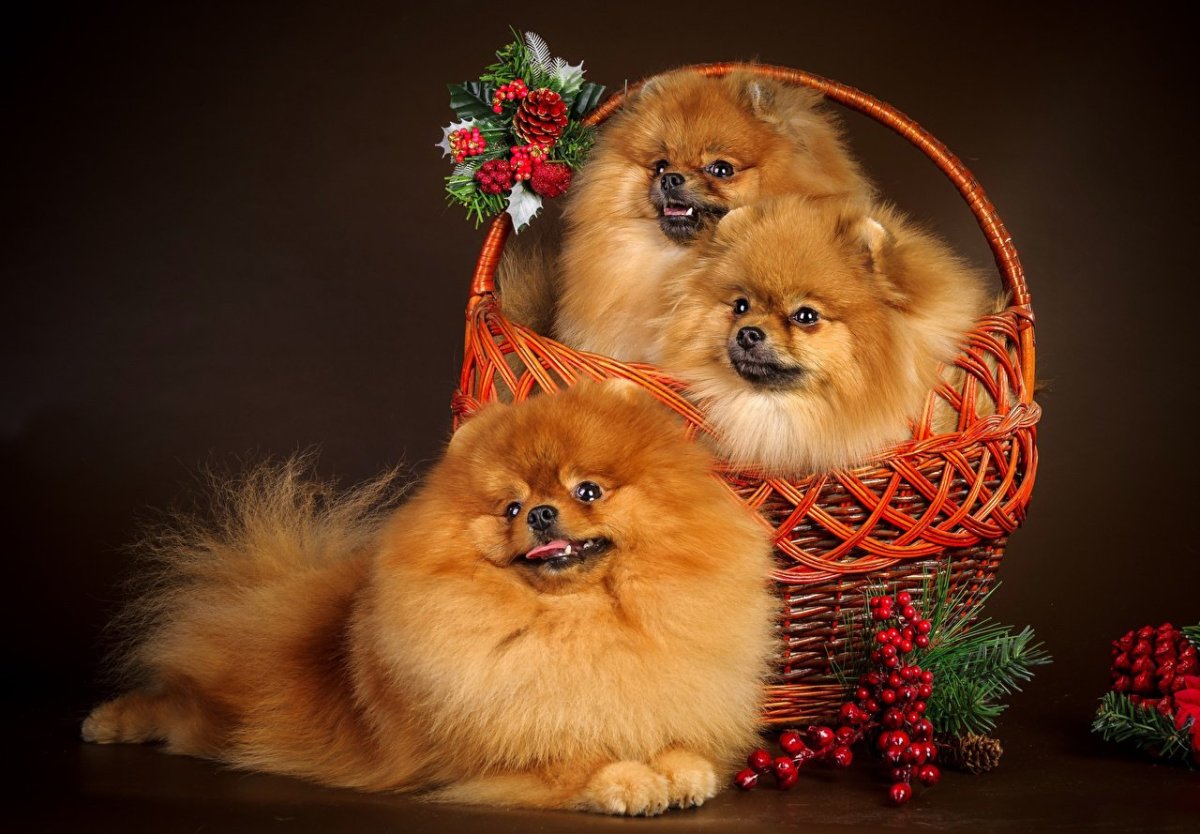 Лохматый шпиц