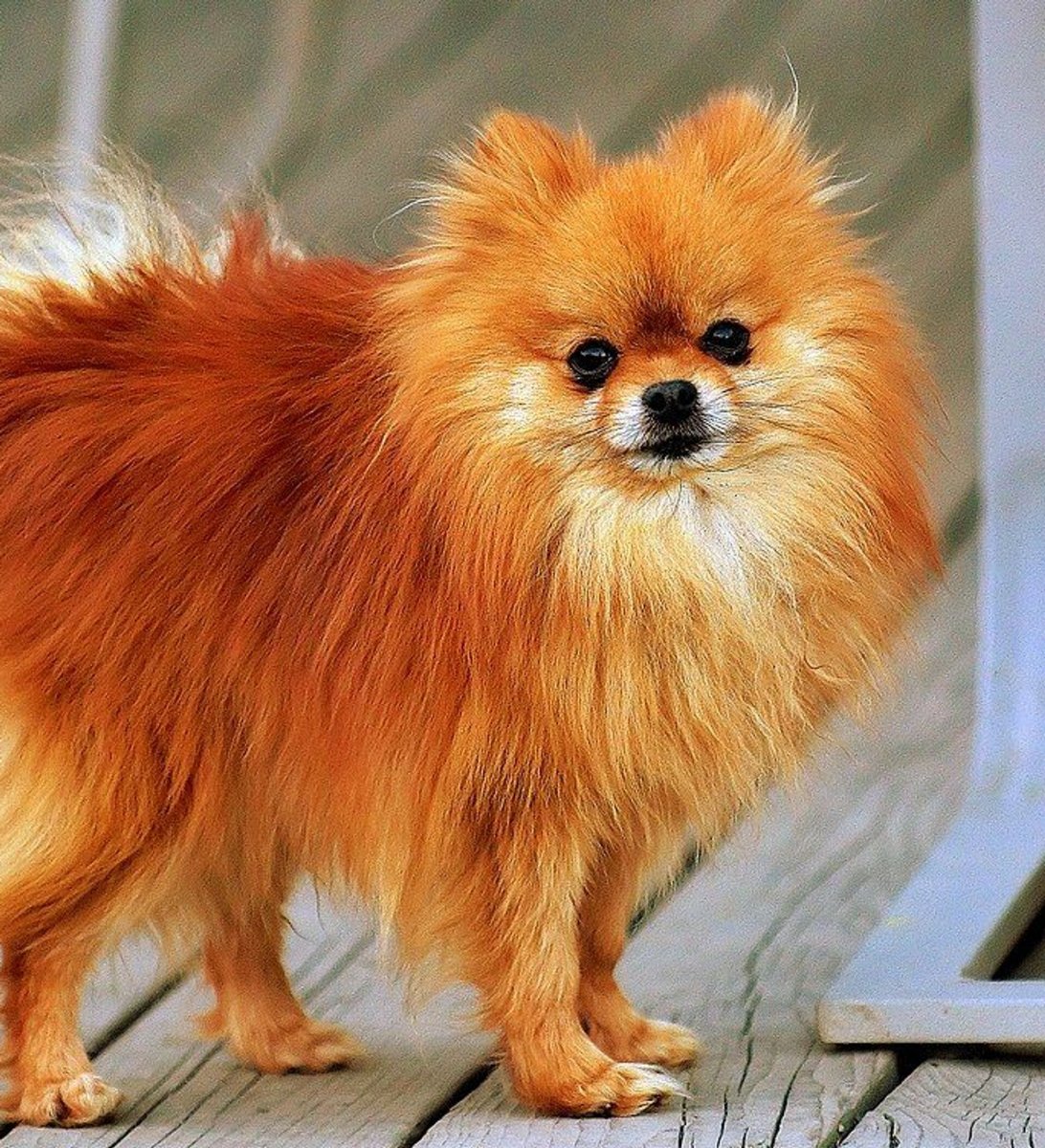 Шпиц оранж Соболь