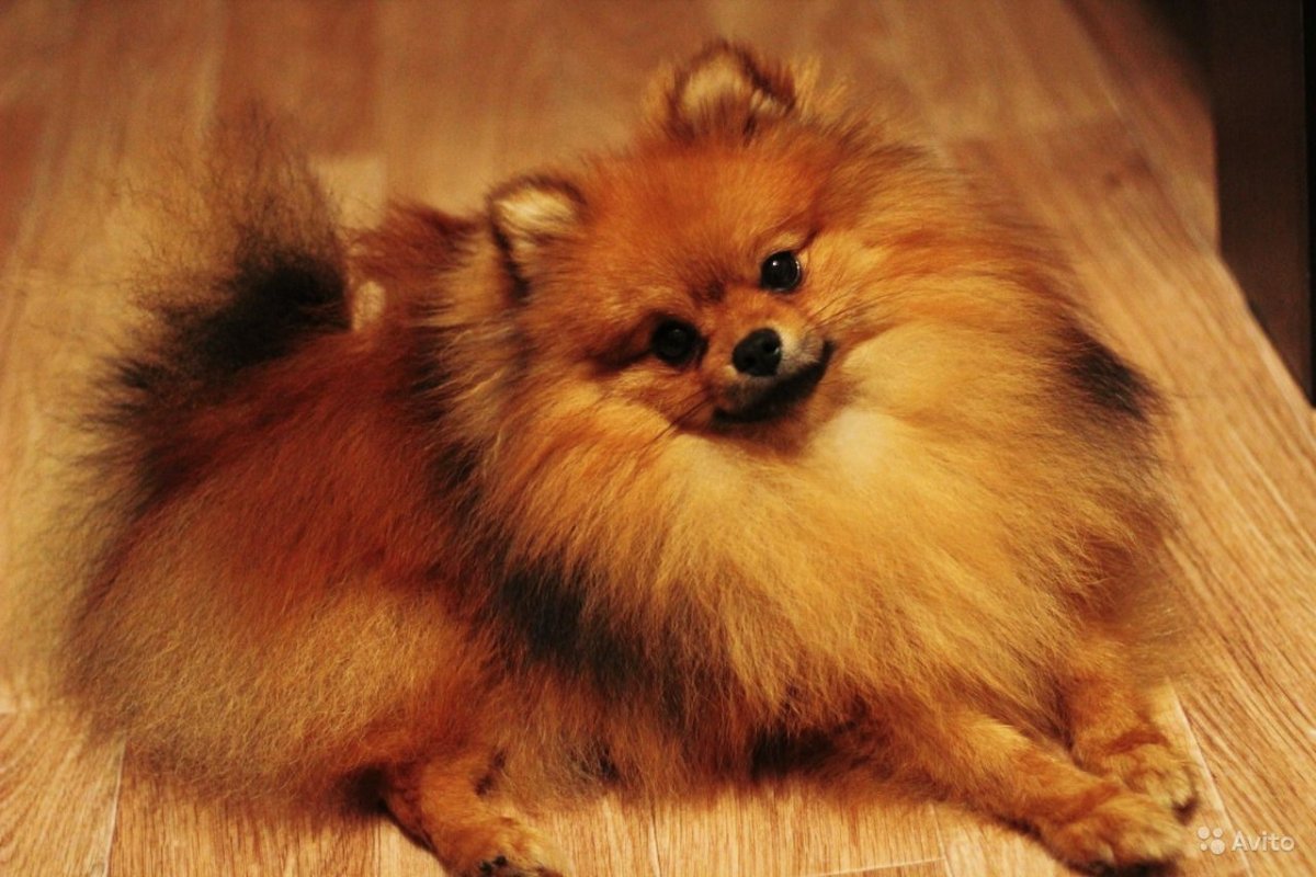 Шпиц окрас оранж