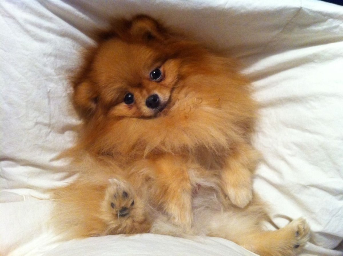 Шпиц собака шпиц