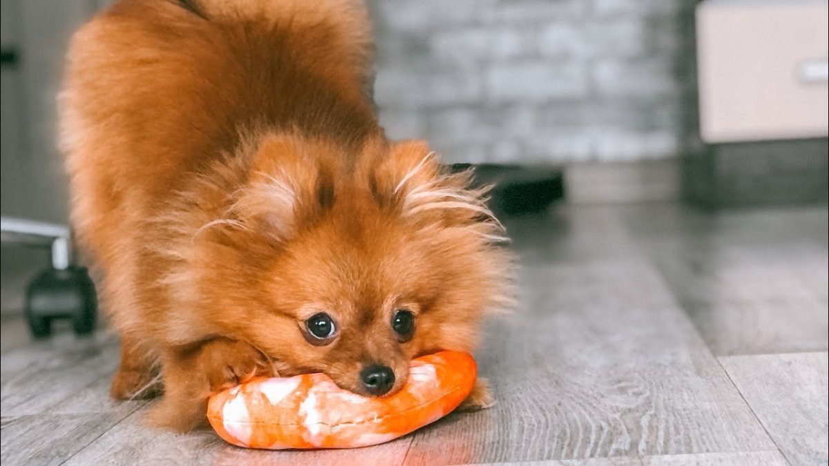 Шпиц терьер