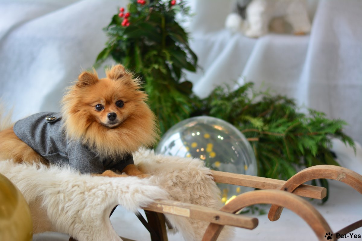 Шпиц оранж Соболь