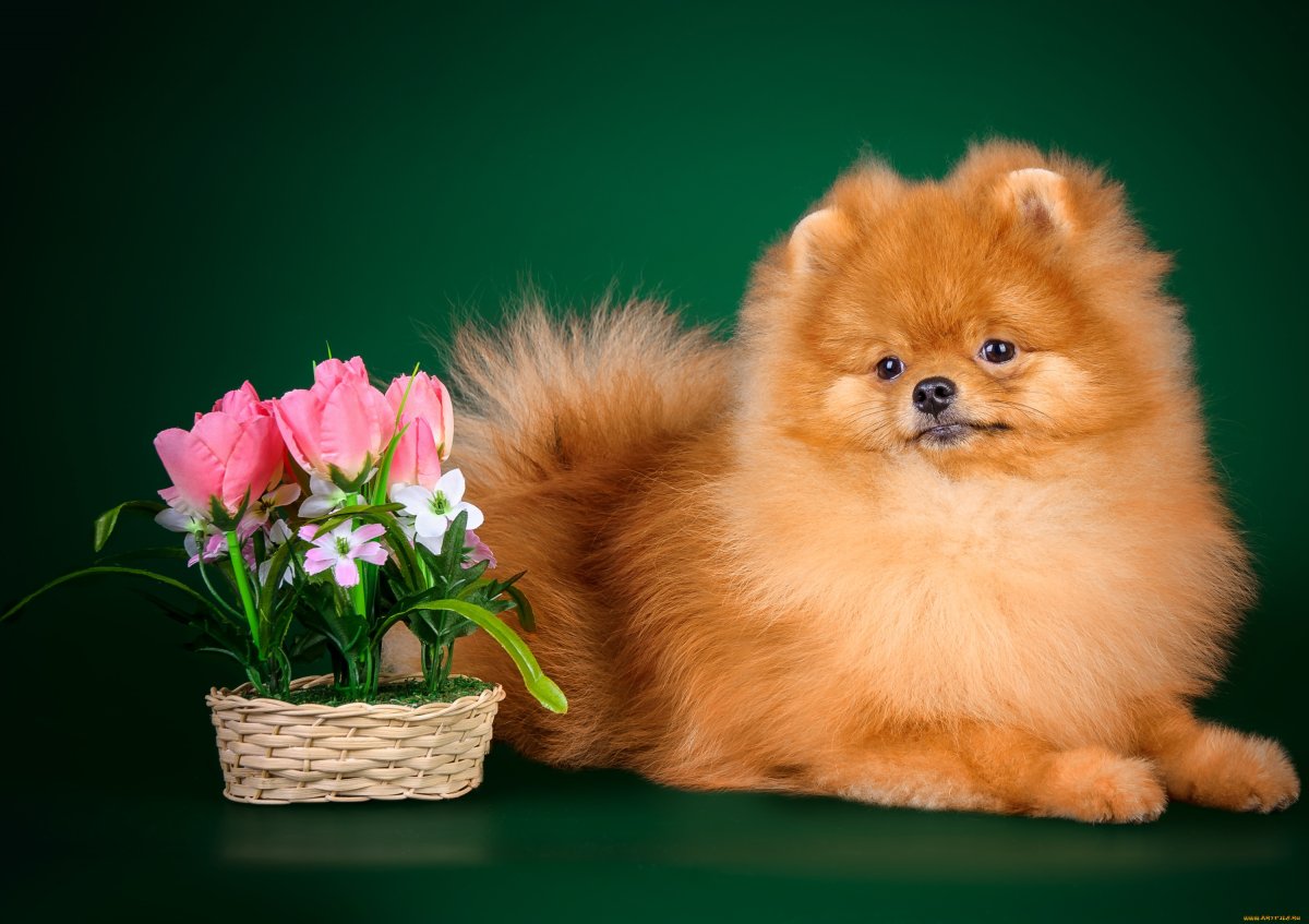 Померанский шпиц Teacup.