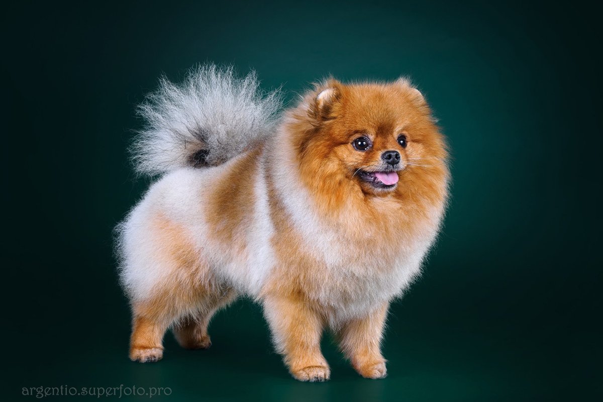 Шпиц в машине