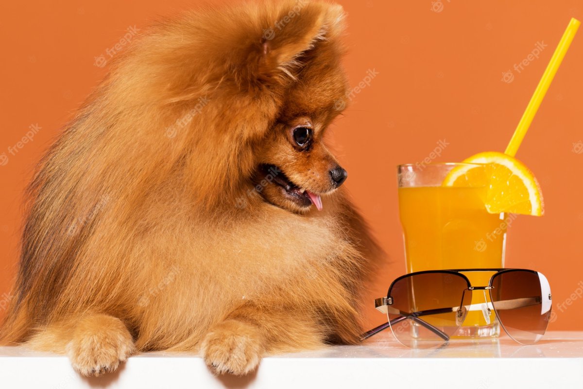 Померанский шпиц породы собак