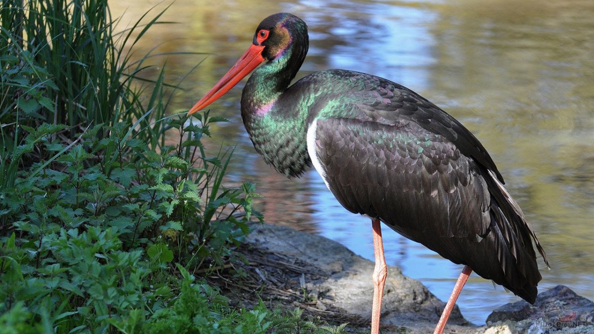 Чёрный Аист Ciconia nigra (Linnaeus, 1758)
