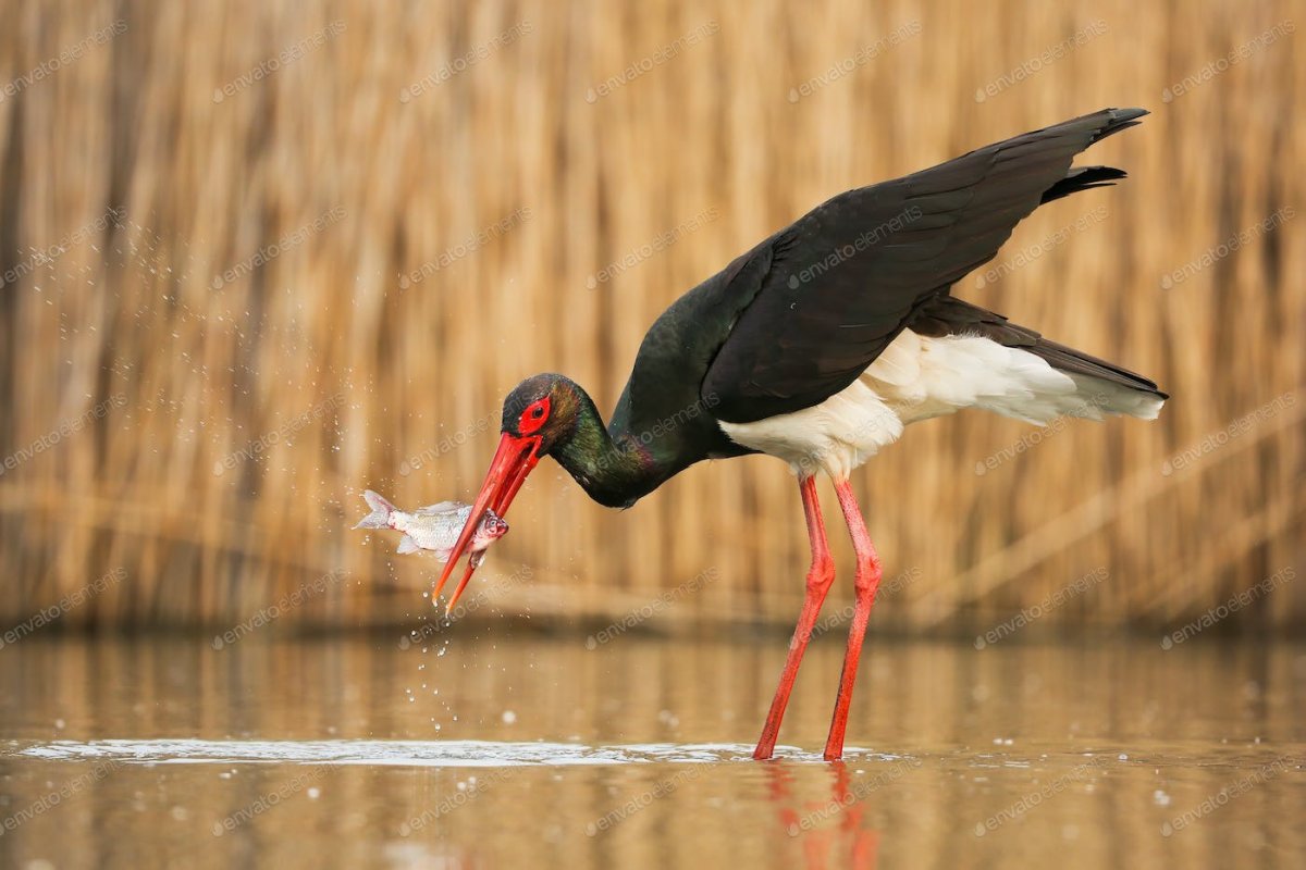 Черный Аист