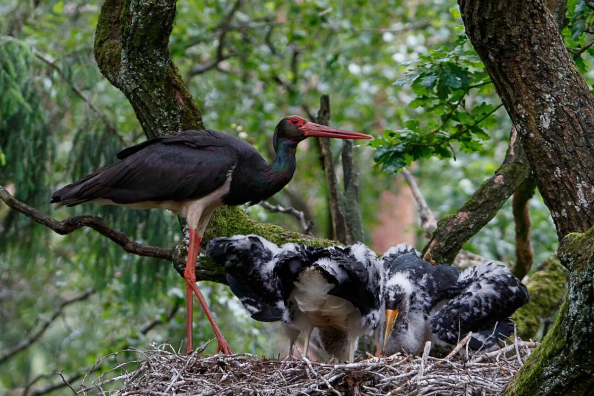 Черный Аист Алтай