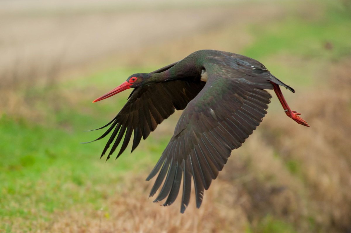 Черный Аист Брянская область