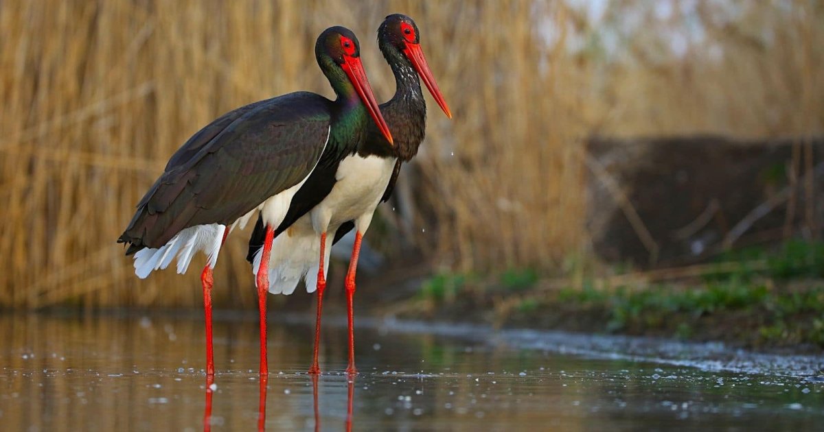 Черный Аист Перелетная птица