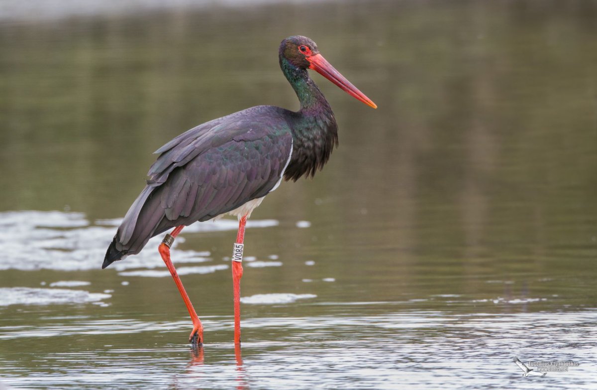Уссурийский заповедник черный Аист