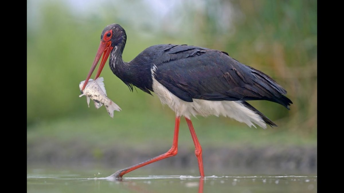 Черный Аист