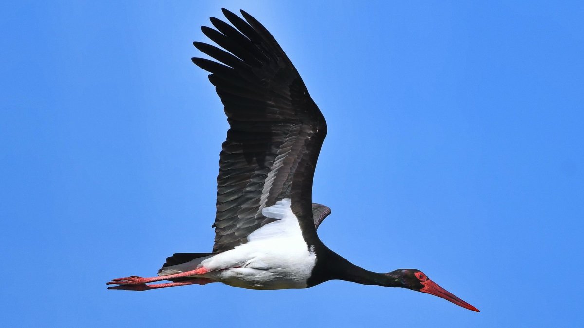 Черный Аист в Рязанской области