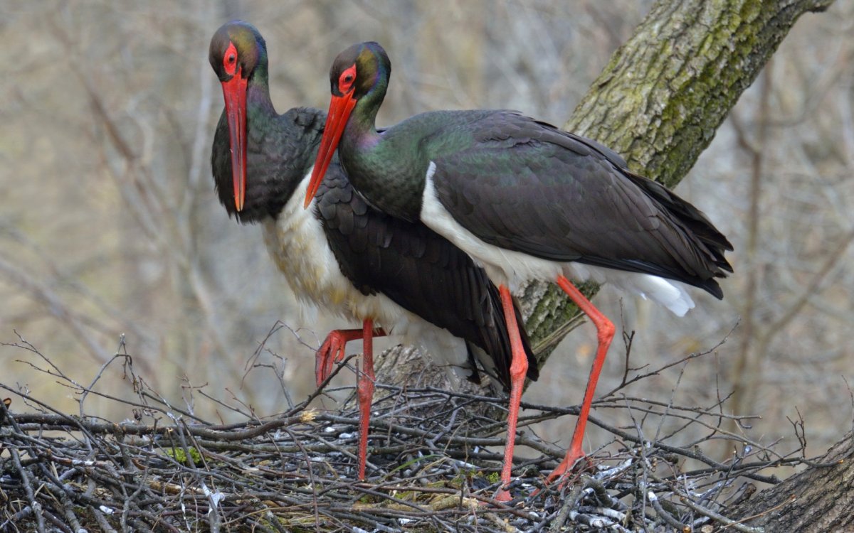 Уссурийский заповедник черный Аист