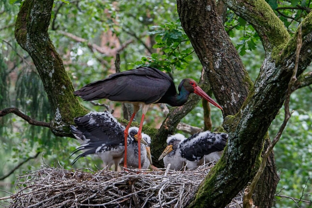 Заповедник Брянский лес черный Аист