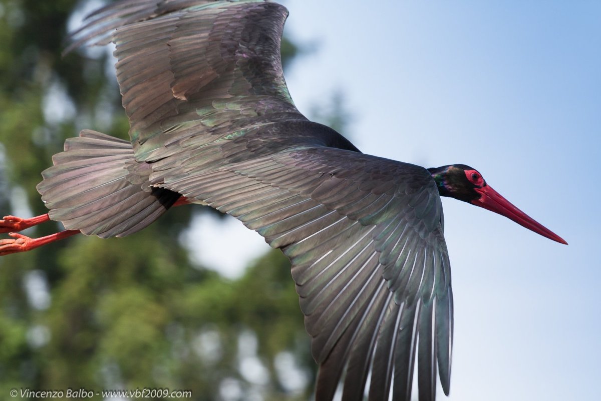 Аисты в Алтайском крае