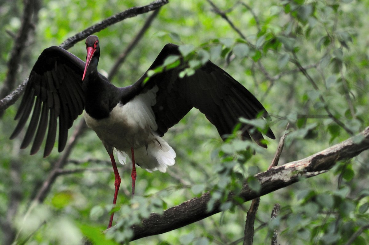 Окский заповедник черный Аист