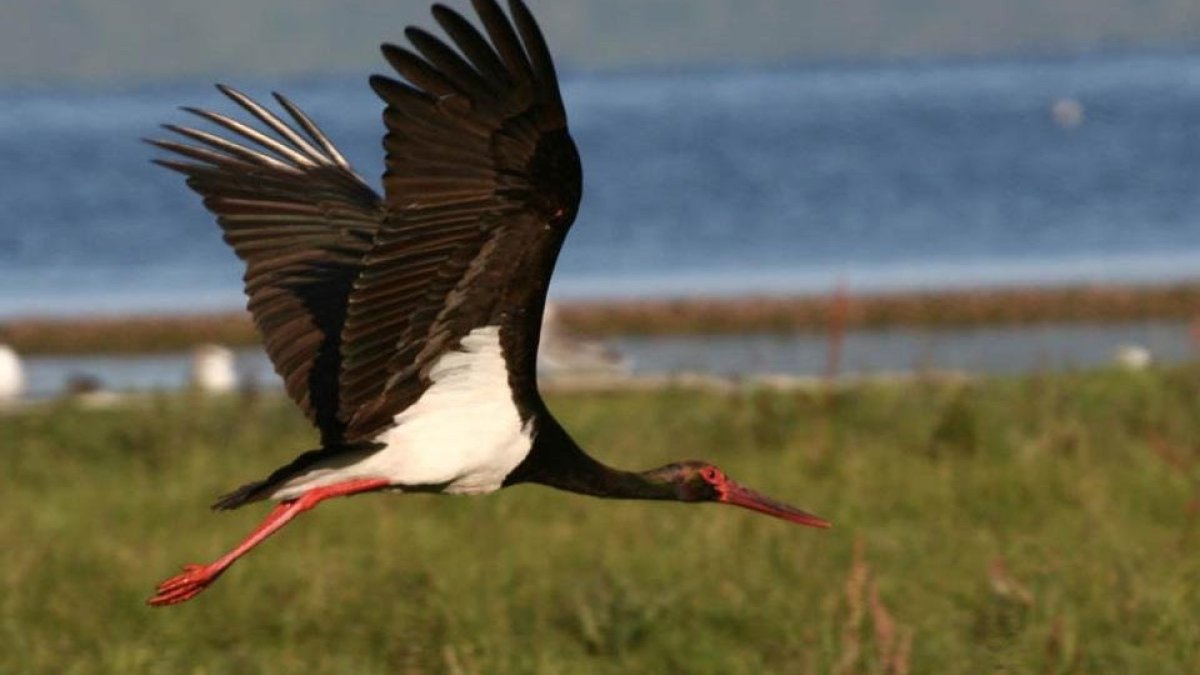 Черный Аист Новгородской области