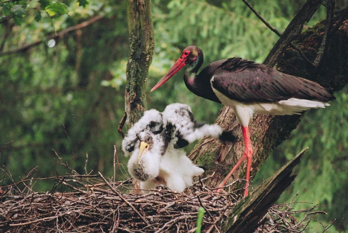 Черный Аист (Ciconia nigra)