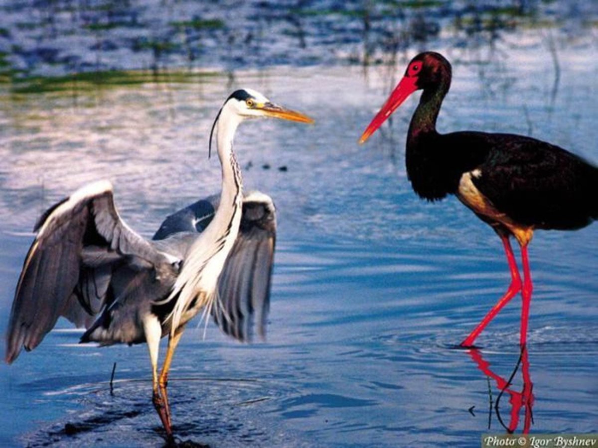 Керженский заповедник черный Аист