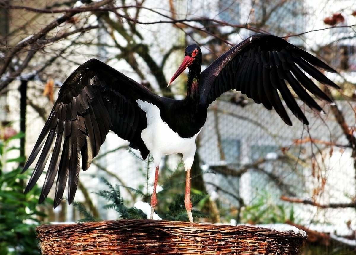 Чёрный Аист из красной