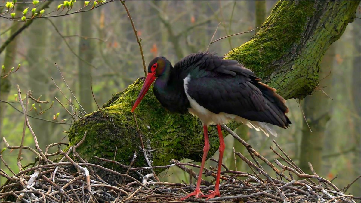 Заповедник Брянский лес черный Аист