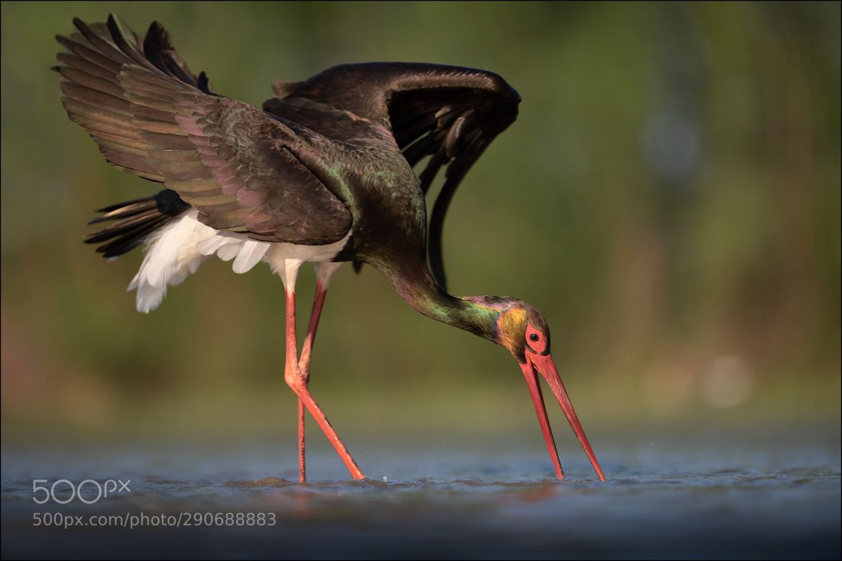 Черный Аист