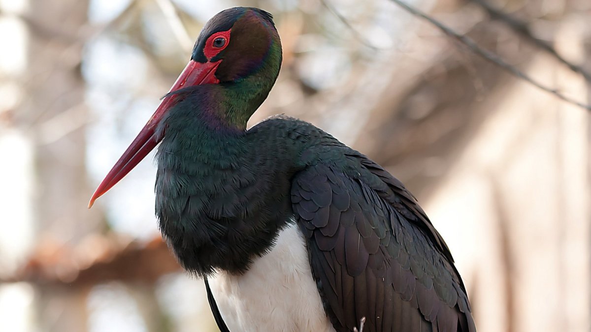 Аист черноголовый